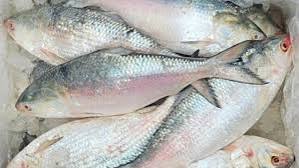 রাত থেকে বন্ধ হবে ইলিশ ধরা, অভিযানে থাকবেন বৈষম্যবিরোধী ছাত্ররাও